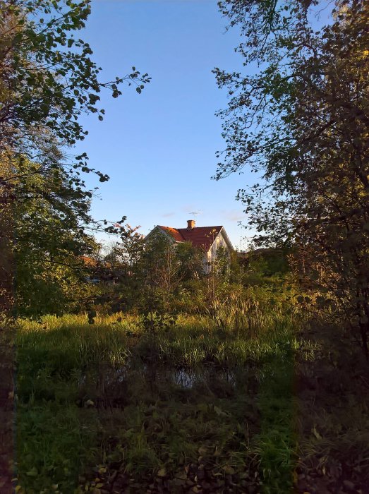 Vy över en bäck med grönska och ett hus i bakgrunden en tidig morgon under en joggingrunda.