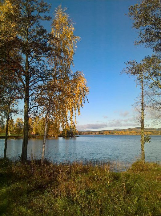 Höstliga träd vid en sjö med blå himmel och röd stuga i bakgrunden under en lördagsmorgonjogg.