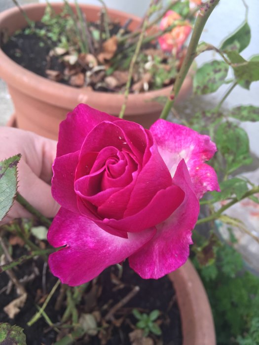 En blommande rosa ros i kruka hållen av en person mot oskarp bakgrund.