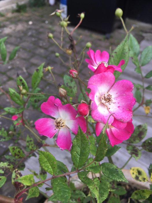 Närbild på blommande rosa buskrosor med knoppar, blad med tappade fläckar, mot stenlagd mark.