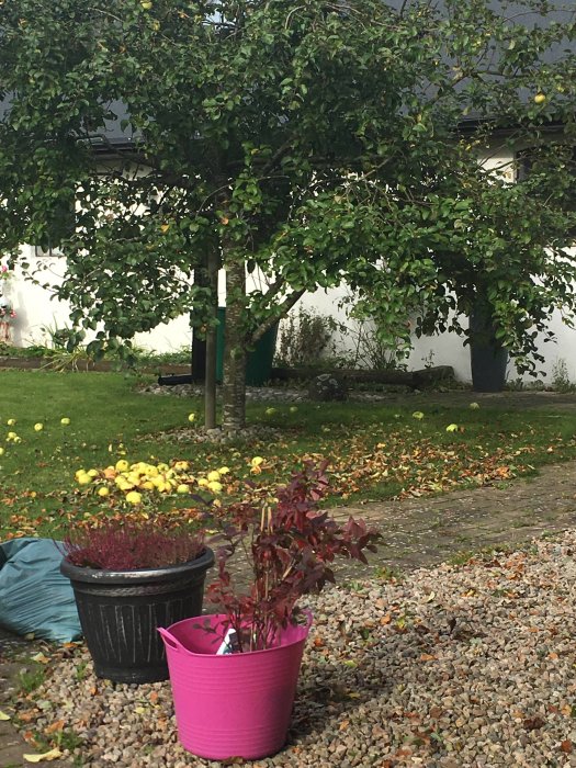 Höstträdgård med äppelträd, fallna löv, rosa kruka med växt och ljusgrå singel.