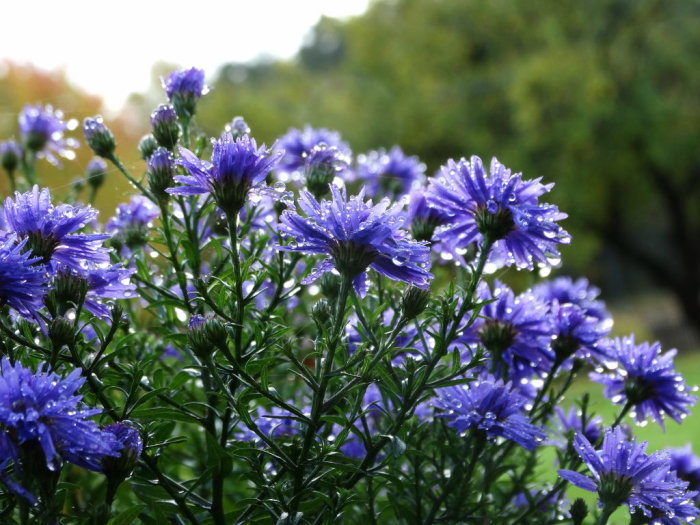 Höstaster med lila blommor täckta av regndroppar i fokus, med suddig grönska i bakgrunden.