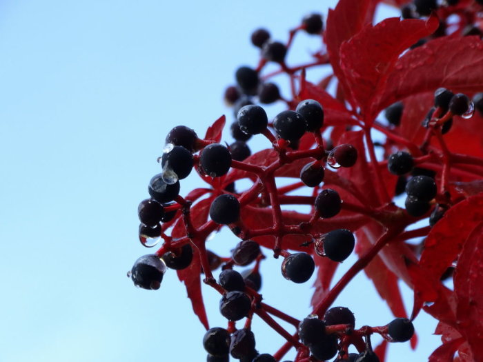 Närbild av vildvinets svarta frukter och röda blad med vattendroppar mot en klarblå himmel.