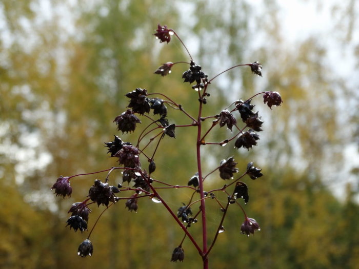 Överblommade mörka blommor av Thalictrum rochebrunianum med regndroppar, mot suddig bakgrund av träd.