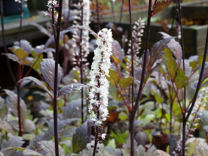 Överblommad Actaea simplex 'Brunette', silverax med vita blommor och lila-bruna blad.