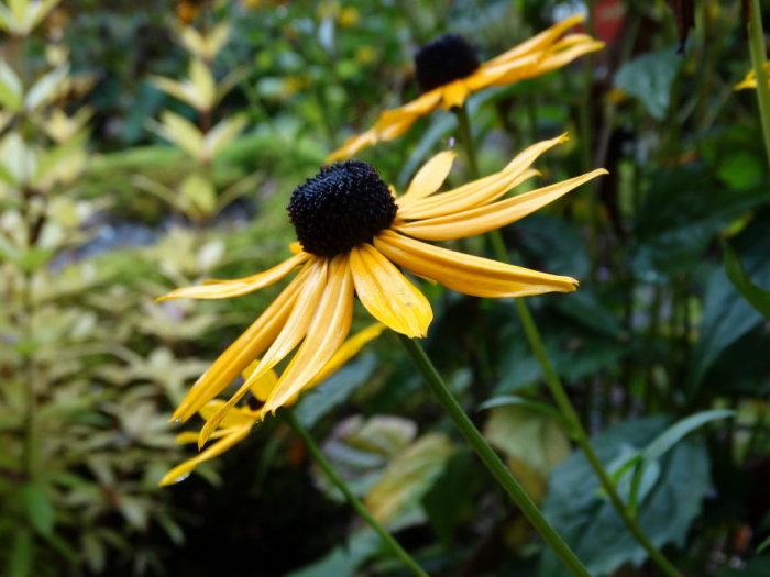 Gul strålrudbeckia med droppar efter regn, mörkt centrum omgivet av grönska.