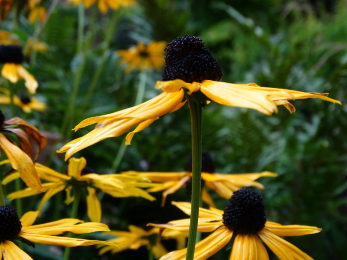 Närbild av överblommade Rudbeckia fulgida 'Goldsturm' med gula kronblad och svarta mitt.