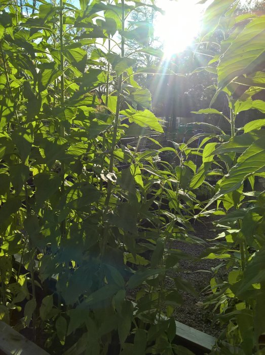Överväxt trädgårdsland med frodiga Physalis-plantor i solljus.