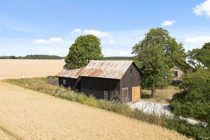 Gammal lada med rostigt tak framför ett fält med mogen vete och ett hus i bakgrunden.