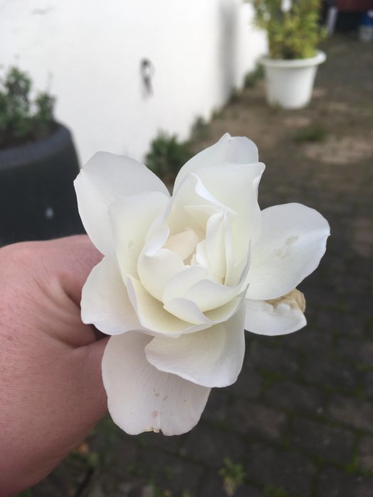 En vit ros i förgrunden hållen i en hand med oskarp trädgård i bakgrunden.