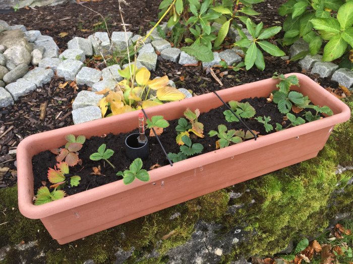 Lång planteringslåda med jordgubbssticklingar placerad på mossbeklädd mark med sten och växter i bakgrunden.