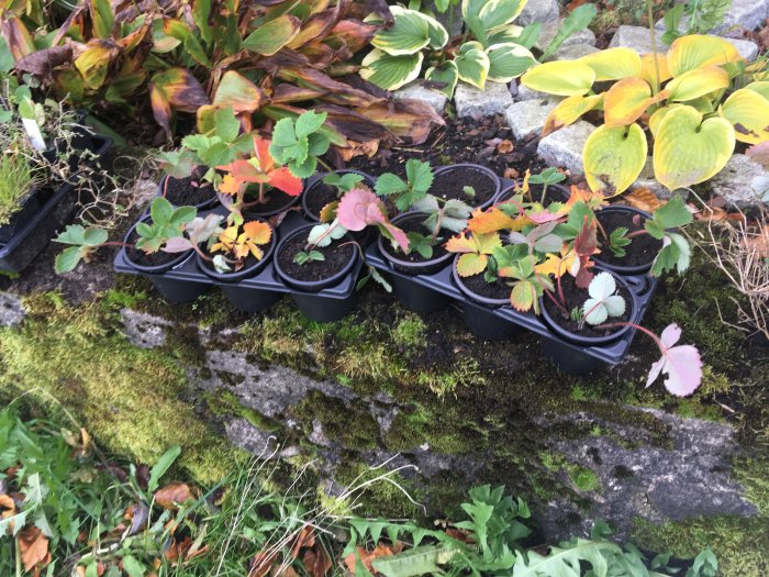 Jordgubbssticklingar i krukor på en mossbeklädd sten med höstfärgade löv runtomkring.