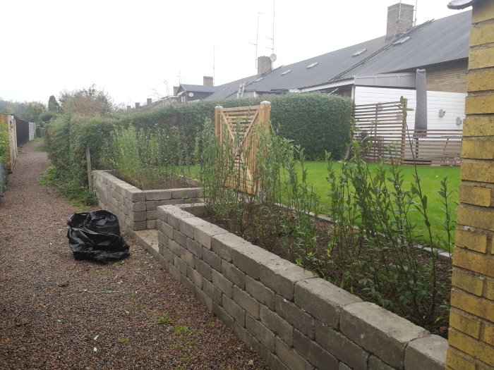 Nyplanterad häck längs stenmur i trädgård, med grusgång och gräsmatta i bakgrunden.