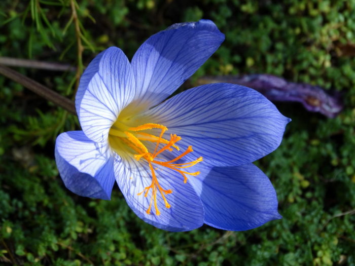 Crocus kotschyanus, septemberkrokus, med blå blommor och orange pistiller mot en grön bakgrund.