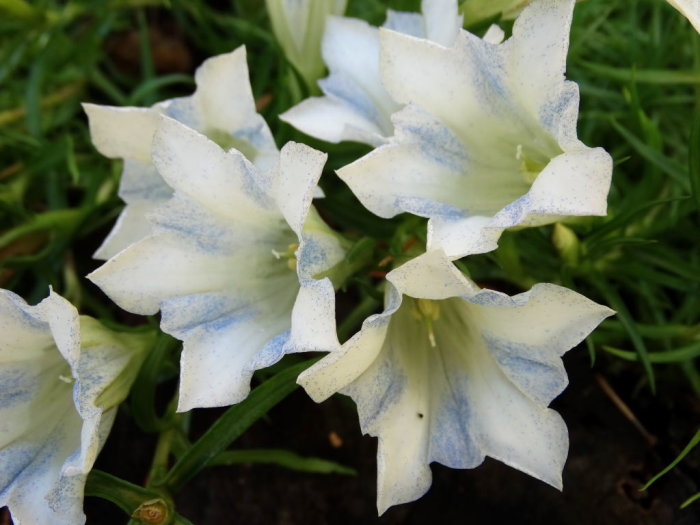 Närbild av blommande Gentiana sino-ornata höstgentiana med ljusblåa fläckar mot grön bakgrund.