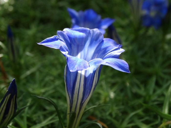 Närbild på blommande Gentiana sino-ornata med strimmiga blå blomblad mot grön bakgrund.