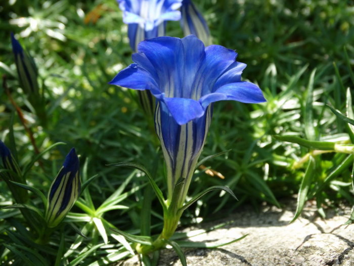 En höstgentiana Gentiana sino-ornata med levande blå blomma och knopp mot gröna blad.