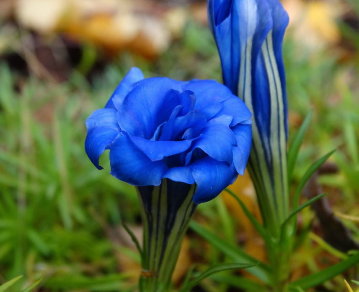 Närbild av höstgentiana 'Gentiana sino-ornata' med djupt blå blommor och randiga blad.