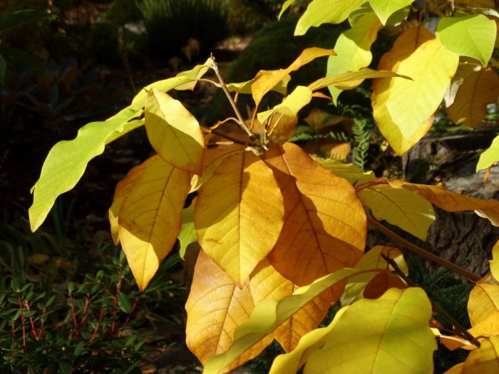 Stora blad av Magnolia x wieseneri 'Swede Made' med höstfärger i trädgården.