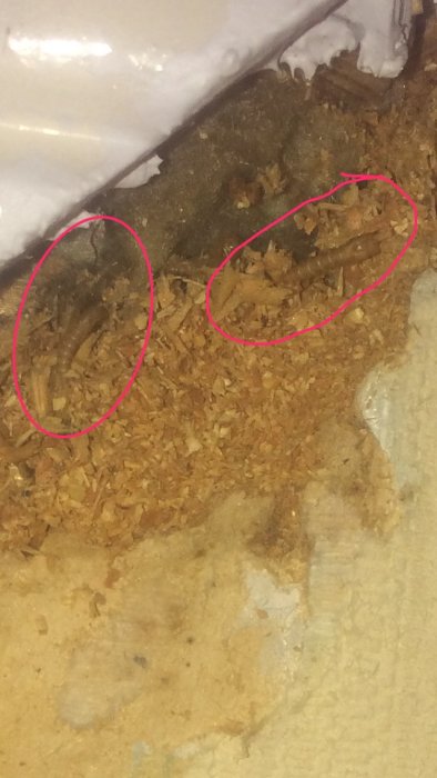 Döda insekter och sågspån bakom tapet, möjlig tecken på skadedjur.