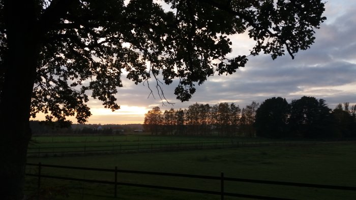Kvällsljus silas genom träd över ett grönt fält med staket och solnedgång i bakgrunden.