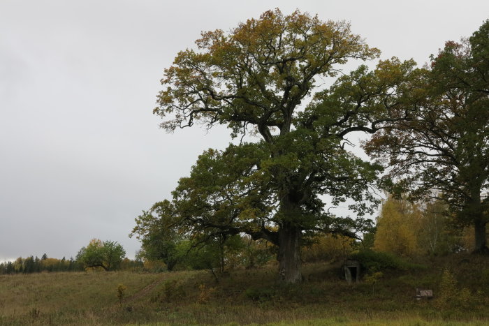 Mäktigt träd på en äng under en gråmulen himmel som tyder på en grå lördagsförmiddag.