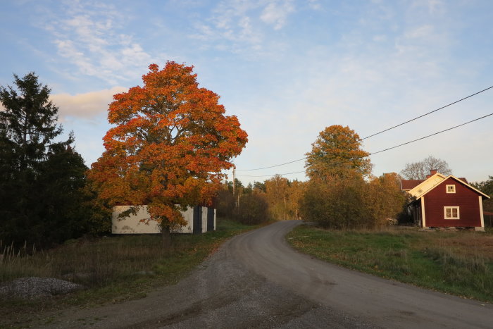 Landsväg böjer sig runt ett träd med orange lövverk och en röd stuga i bakgrunden på en klar dag.