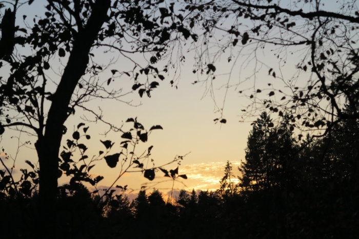 Solnedgång sedd genom grenar och löv av träd som skapar siluetter mot en färgstark himmel.