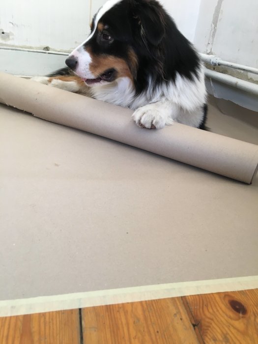 Hund ligger bredvid uppdragen tapetrulle på ett trägolv under renovering.