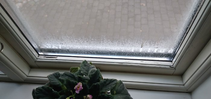 Kondens på insidan av ett fönster med växt på fönsterbrädan.