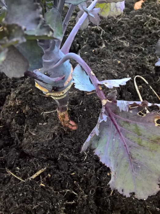 Kålrabbi som växer i mörk jord med synliga blad och en del av stammen.