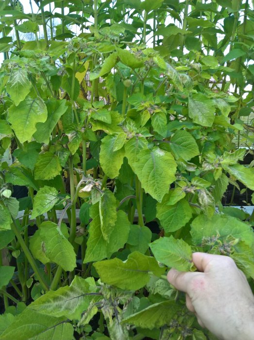 Hand som håller i blad på en trädgårdsodlad physalisplanta med gröna blad och knoppar.