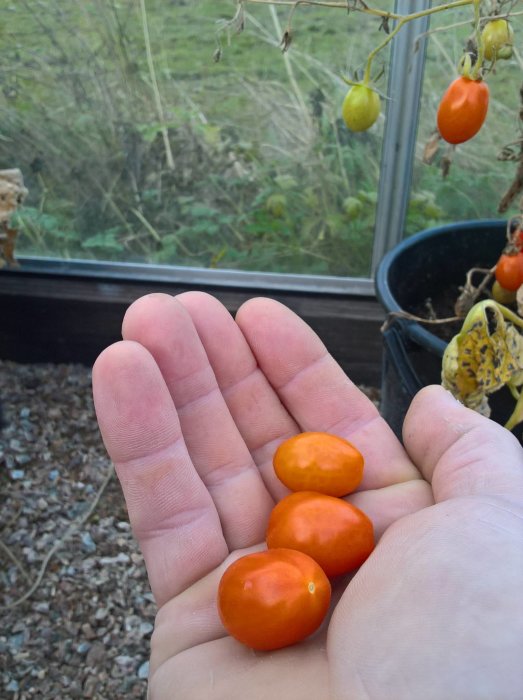 Närbild av en hand som håller tre orange Romellotomater med odling i bakgrunden.