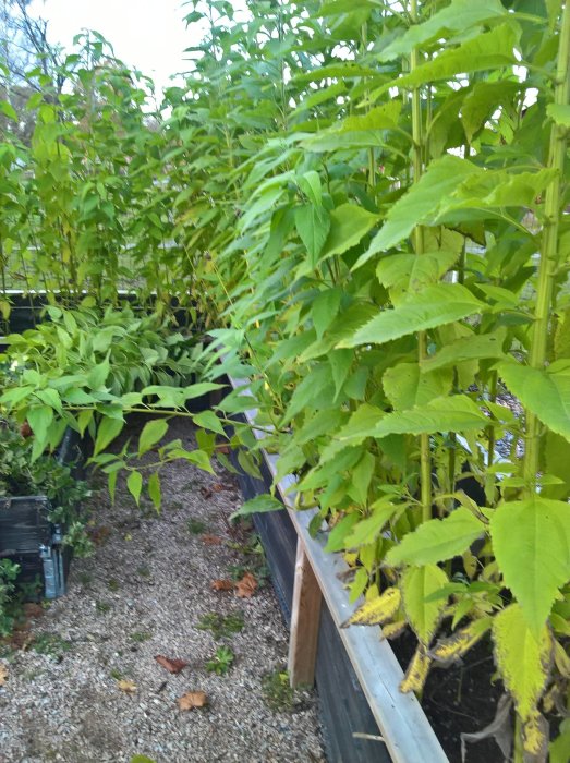 Odling av jordärtskocka och tomatplantor i trädgårdsland med grusgång.