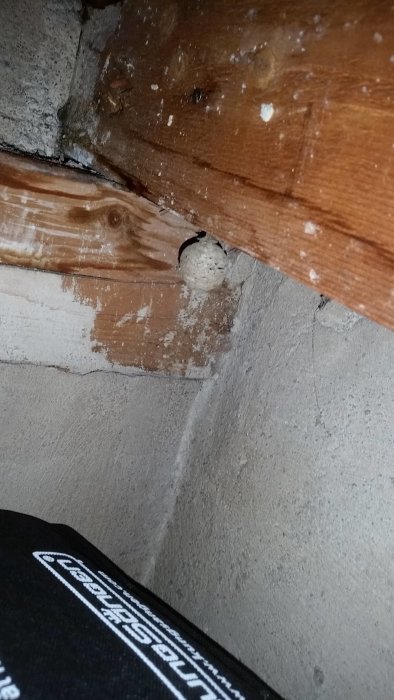 En vindsförråd med träbjälkar och betongvägg, med ett litet oidentifierat bo på en bjälke.