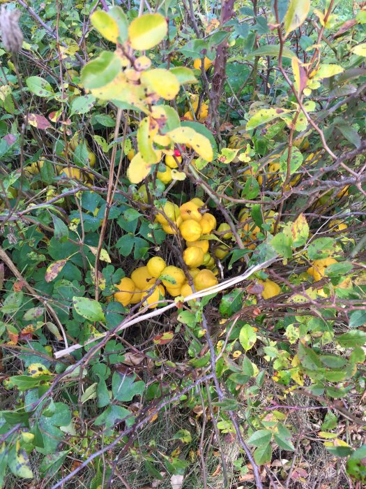 Gula miniäppelliknande frukter på buske bland gröna löv och grenar.