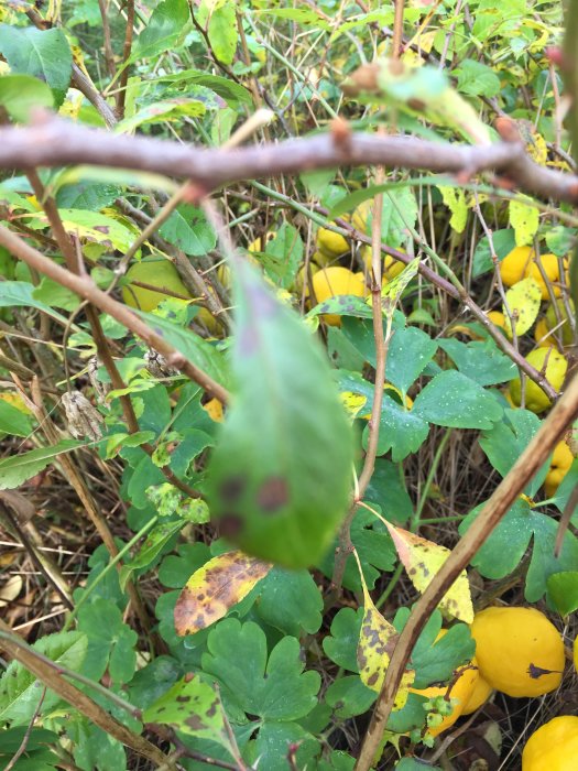 Gula små frukter som liknar miniäpplen på en ung buske inne i en större buske, omgivna av gröna och gula blad.