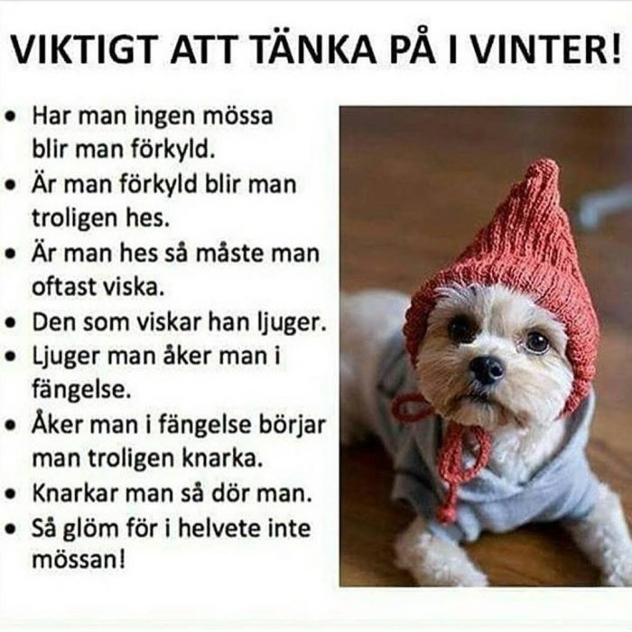 Hund i röd stickad mössa med text om vikten av att bära mössa på vintern.