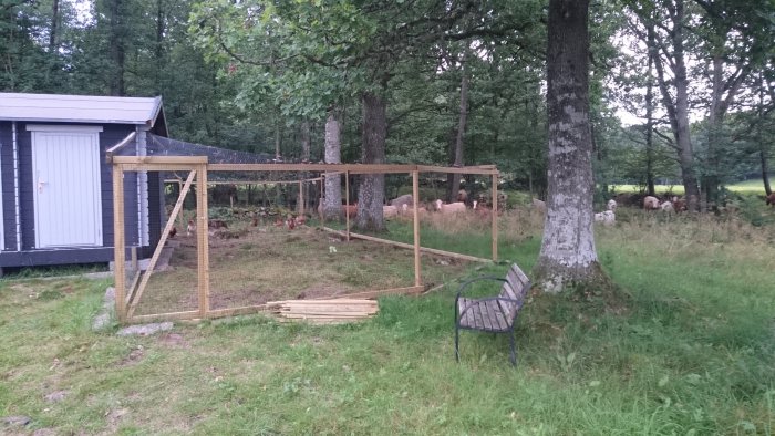 Nybyggt hönshus och utomhus hönsgård bredvid svart målat hus, med höns och betande kor i bakgrunden.
