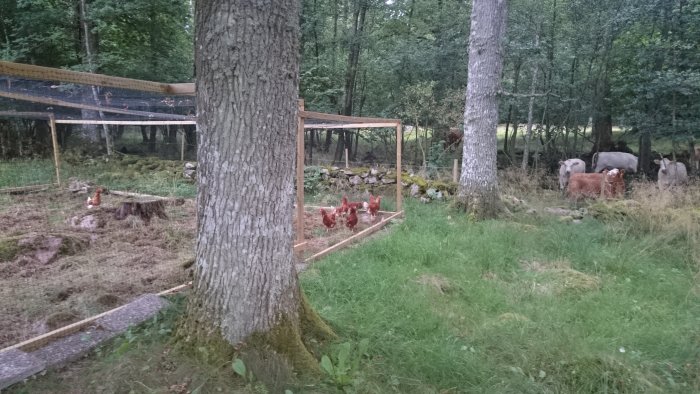 Hönsgård i grönt landskap med nätöverdrag och flera höns, kossor i bakgrunden.