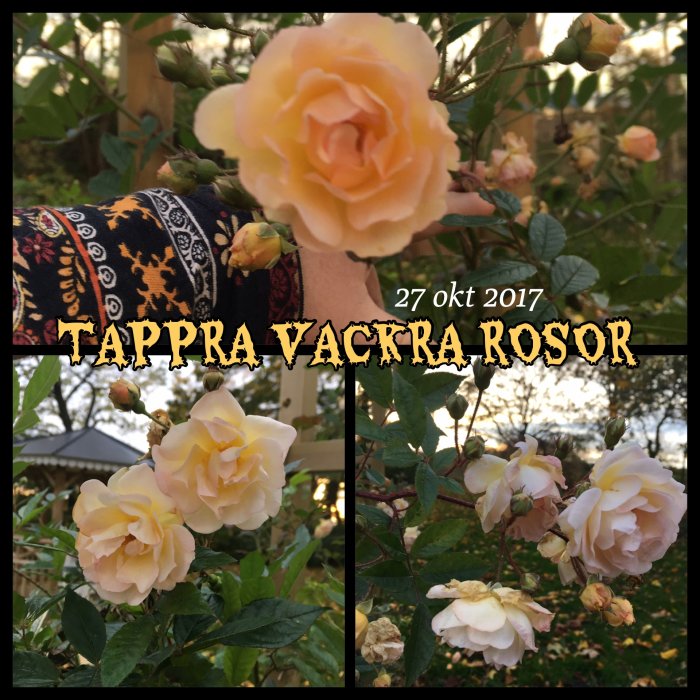 Kvällsbild av blekgula rosor med texten "Tappre Vackra Rosor" från den 27 okt 2017, med en hand som stöder en ros.