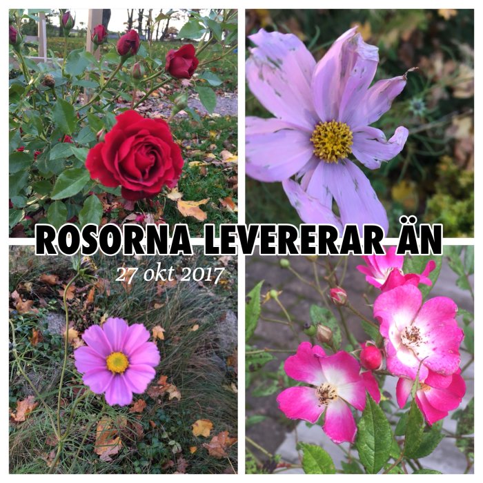 Kollage av blommande trädgårdsväxter med rosor och höstlöv med texten "ROSORNA LEVERERAR ÄN" daterat 27 okt 2017.