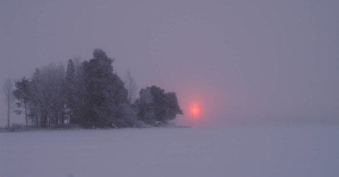 Vinterlandskap vid gryning med solen som lyser svagt genom diset bakom skogsbryn och snötäckt mark.