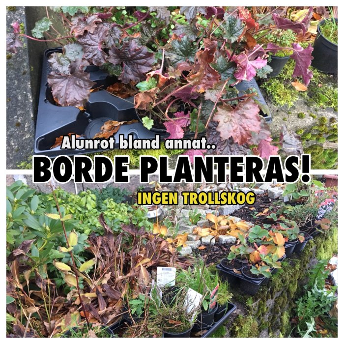 Alunrot och andra växter i krukor redo att plantas, med text "Borde planteras! Inget trollskog".