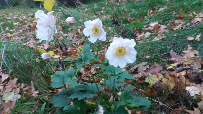 Vita blommor med gula mitten omgivna av höstlöv på marken.