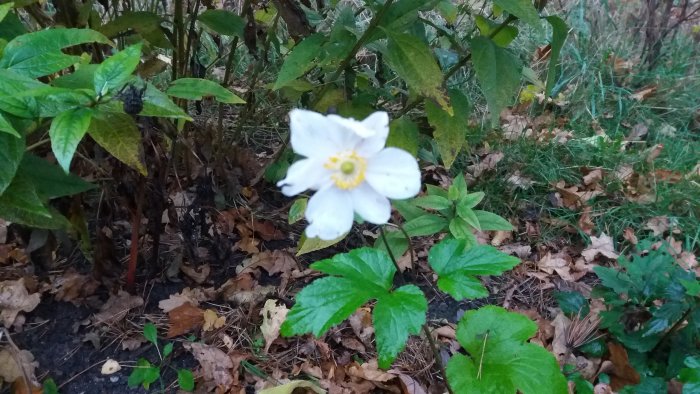 En ensam vit blomma med gult centrum i en trädgård med gröna blad och höstlöv.