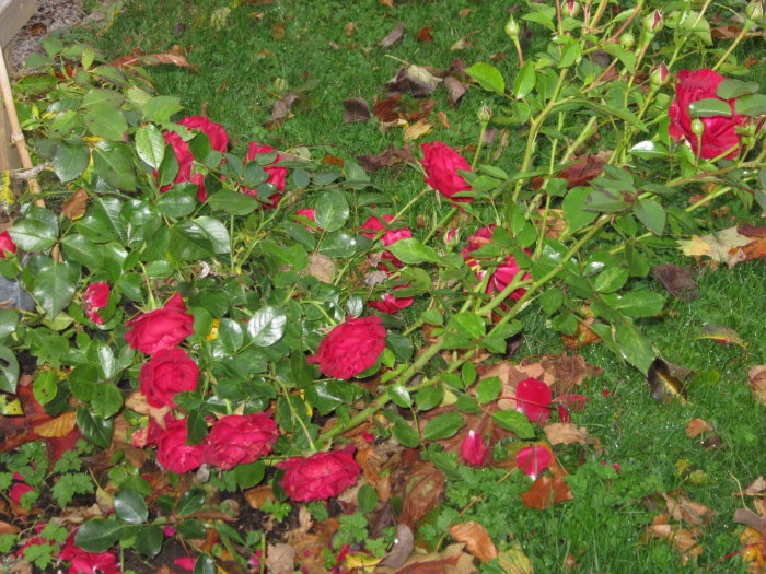 Rosenbuske som blommar med röda rosor, omgiven av grönt bladverk och höstlöv.