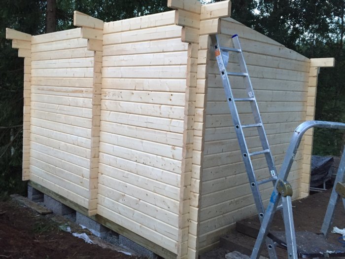 Pågående träbygge av en struktur med takstolar och en stege lutad mot den.