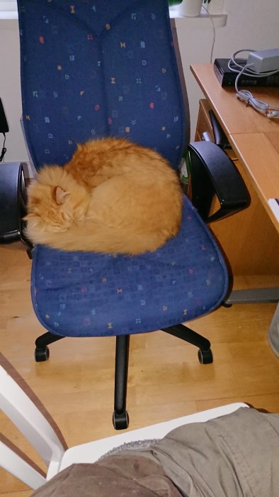 En katt som ligger hopkurad och sover på en blå kontorsstol med mönster.