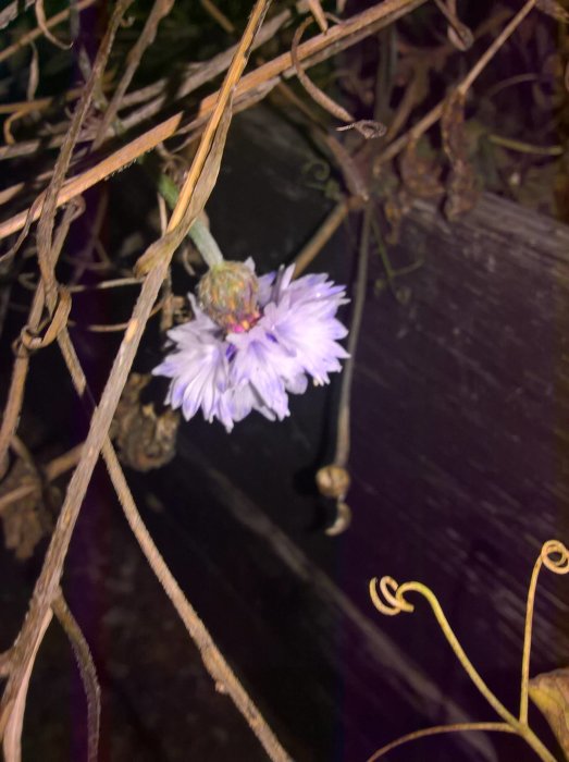 En blommande klint bland torra växtstjälkar i en trädgård.